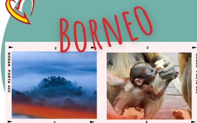 Un viaje a Borneo